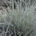 Graminacee ornamentali vendita online. Festuca glauca 'Uchte' è una pianta graminacea. Cresce fino a 20-30 cm di altezza e produce foglie sottili e rigide di colore verde grigio chiaro. La pianta produce anche piccoli fiori in spighe in primavera o in estate. La Festuca glauca "Uchte" è un'ottima scelta per giardini rocciosi o giardini di erbe, poiché è molto resistente alla siccità e alla scarsa qualità del terreno