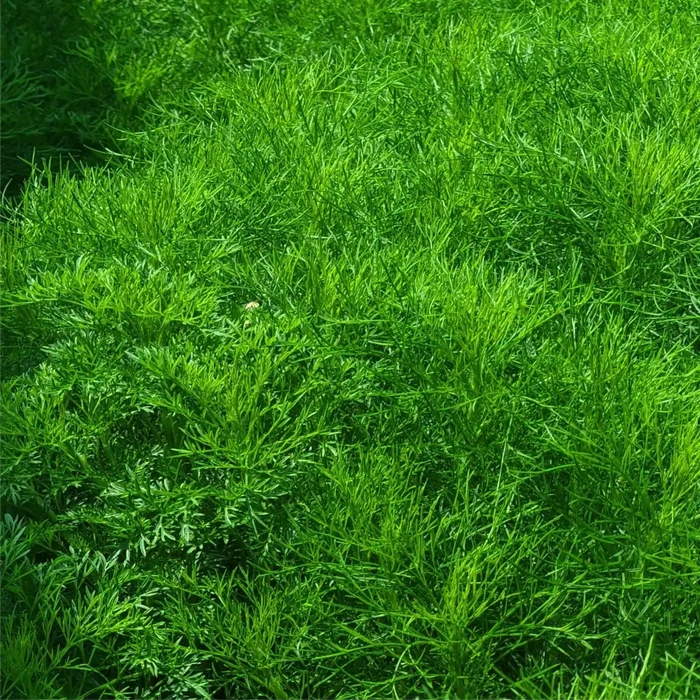 finocchietto selvatico pianta aromatica foeniculum vulgare foglie piumose coltivazione orto giardino vaso aromatiche