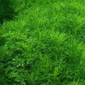 finocchietto selvatico pianta aromatica foeniculum vulgare foglie piumose coltivazione orto giardino vaso aromatiche