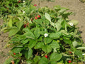 Fragole di bosco (Fragaria vesca) in vaso, con foglie verdi, fiori bianchi e frutti rossi profumati.