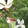 Vendita Gaura lindheimeri bianca in vaso 14 cm, è una pianta ornamentale con fiori bianchi e steli eleganti.