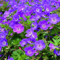 Geranium Rozanne geranio perenne con fiori blu violetto a lunga fioritura