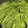 Hakonechloa macra, conosciuta come Erba della foresta di Hakone, è una pianta erbacea ornamentale apprezzata per il suo fogliame elegante e cascante. Con foglie sottili, simili a nastri, che formano ciuffi compatti, Hakonechloa macra offre colori che variano dal verde al dorato o al rosso, a seconda della varietà. Solitamente cresce a un'altezza di 30-60 centimetri.