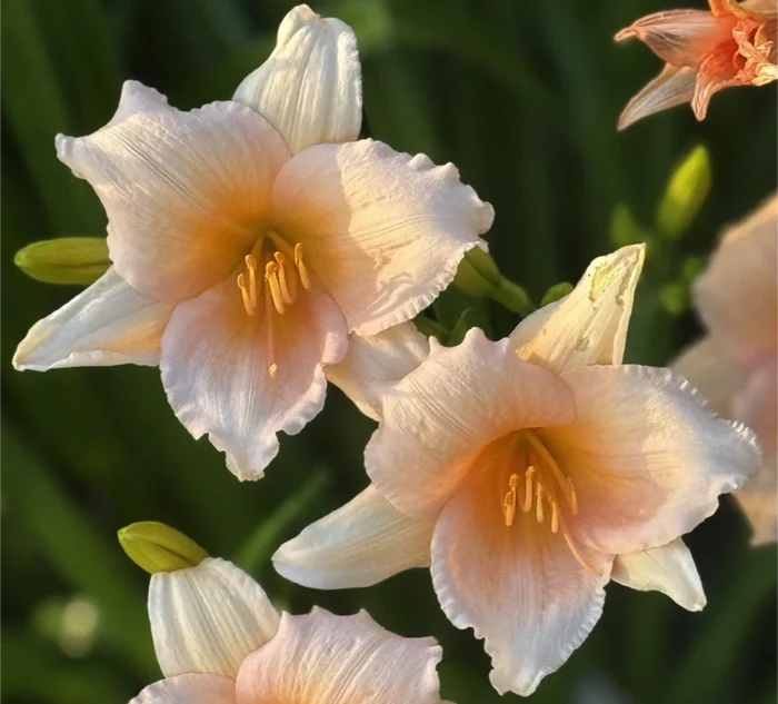 Hemerocallis Mini Pearl emerocallide compatta con fiori rosa da giardino