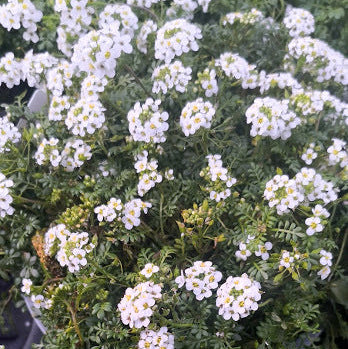 La Hutchinsia bianca è una piccola pianta erbacea perenne con foglie piccole e lanceolate di colore verde scuro. Durante la primavera e l'estate, produce racemi di fiori bianchi profumati e delicati che crescono sopra il tappeto di foglie. Questa pianta è adatta per giardini rocciosi, scogliere e terreni ben drenati. La Hutchinsia bianca è apprezzata per la sua capacità di coprire il terreno e creare una coperta di fiori bianchi che aggiunge bellezza ai giardini e agli spazi all'aperto.