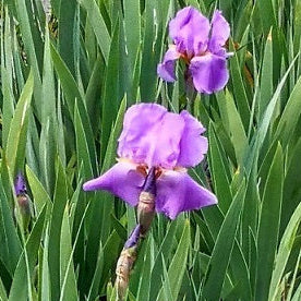 Iris germanica, vendita iris,rizoma pianta perenne,  varietà trovata ad Assisi. Adatta a tutti i tipi di giardino esposizione sole o mezz' ombra, ideale anche per terreni in pendenza. Rustica fiorisce ad aprile, altezza 50 cm circa