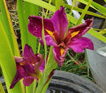 Iris louisiana ‘Spicy Cajun’ (rizoma) – Fiore rosso porpora per bordi laghetto