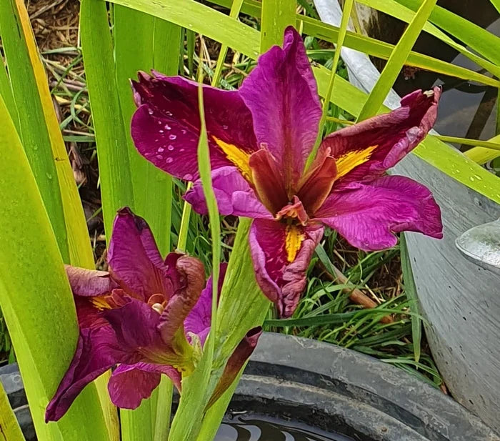 Iris louisiana ‘Spicy Cajun’ (rizoma) – Fiore rosso porpora per bordi laghetto