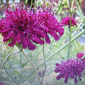 La Knautia macedonica, è una pianta perenne originaria delle regioni balcaniche. Cresce fino a un'altezza di circa 60-90 cm e produce eleganti fiori di colore rosso porpora riuniti in capolini terminali. Questi fiori sono molto attraenti per le api e le farfalle, rendendo la pianta una scelta popolare nei giardini per attirare la fauna selvatica. La Knautia macedonica è resistente e richiede poco mantenimento, fiorisce durante l'estate e aggiunge un tocco di colore e vita a bordure e aiuole.