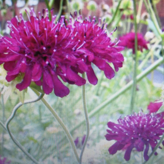 La Knautia macedonica, è una pianta perenne originaria delle regioni balcaniche. Cresce fino a un'altezza di circa 60-90 cm e produce eleganti fiori di colore rosso porpora riuniti in capolini terminali. Questi fiori sono molto attraenti per le api e le farfalle, rendendo la pianta una scelta popolare nei giardini per attirare la fauna selvatica. La Knautia macedonica è resistente e richiede poco mantenimento, fiorisce durante l'estate e aggiunge un tocco di colore e vita a bordure e aiuole.