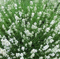 La Lavanda angustifolia 'Arctic Snow' Vaso 14 cm, è una varietà di lavanda caratterizzata da fiori bianchi, di solito molto apprezzati per il loro profumo intenso e gradevole.  La 'Arctic Snow' è una varietà particolare di Lavanda angustifolia, che si differenzia dalle altre per il colore dei suoi fiori e per le sue foglie di colore grigio-argento. La pianta ha un portamento compatto e arbustivo, e cresce fino a raggiungere un'altezza di circa 40-60 cm.