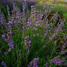 La Lavanda angustifolia "Cedar Blue" è una varietà di lavanda caratterizzata da cespugli compatti e aromatici. Le sue foglie lineari sono di un verde grigio argentato, mentre i fiori crescono in spighe di un bel colore blu-viola. Questa lavanda è ampiamente apprezzata per il suo profumo avvolgente e rilassante, che la rende ideale per la raccolta di fiori secchi e per la produzione di oli essenziali. "Cedar Blue" è una scelta popolare per giardini profumati e mediterranei.
