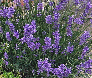 La Lavandula angustifolia 'Folgate' è una varietà di lavanda apprezzata per i suoi fiori di un colore blu-viola intenso e il suo profumo ricco e rilassante. Lavanda pianta, lavanda pianta offerta. vendita lavanda online. Questa pianta compatta cresce fino a circa 45-60 centimetri di altezza ed è ideale per giardini e bordure grazie alla sua resistenza e alla facilità di coltivazione.