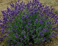 Lavanda Hidcote blue. Lavanda angustifolia hidcote blue. Vendita piante online. Cespuglio sempreverde di dimensioni ridotte, con steli di lunghezza medio/corti colore blu scuro, è compatta profumata è molto carina in balcone o in piccole bordure Raggiunge cm 40/50 di diametro e 40 in piena fioritura, è profumata, i fiori sono adatti anche per tisane, è resistente sia al caldo che al freddo