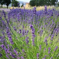 Varietà nata nei nostri campi, cespuglio sempreverde di dimensioni medie, con steli piuttosto corti, colore viola/blu abbastanza acceso,è molto profumata è adatta anche balcone o bordure meglio se a gruppi di 2/3.  Raggiunge cm 50 di diametro e 50 cm in altezza in piena fioritura, è molto profumata, i fiori sono adatti anche per tisane, è resistente sia al caldo che al freddo.  Rifiorente nelle zone miti.   Le lavande odiano i ristagni ma in balcone in estate vanno annaffiate.