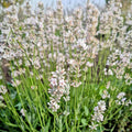 La Lavanda angustifolia "Little Lottie" è una varietà compatta di lavanda con una crescita molto ridotta rispetto ad altre varietà. Questa pianta forma piccoli cespugli con foglie grigio-verdi e produce spighe di fiori blu-viola profumati. Le dimensioni più contenute la rendono ideale per piccoli spazi, bordure o vasi. "Little Lottie" è ampiamente apprezzata per il suo profumo incantevole.  È una scelta perfetta per chi desidera aggiungere un tocco di lavanda in giardini di dimensioni limitate.
