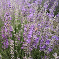 La Lavandula angustifolia 'Luberon' è una varietà di lavanda apprezzata per i suoi fiori di colore lilla e il suo profumo aromatico classico. Questa pianta cresce fino a una altezza di circa 60-75 centimetri ed è ideale per giardini, bordure e aiuole grazie alla sua resistenza e al suo aspetto ornamentale. 'Luberon' è conosciuta anche per la sua capacità di attirare api e farfalle, contribuendo alla biodiversità del giardino.
