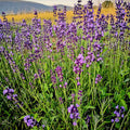 La Lavandula angustifolia 'Lumiere des Alpes' . Piante di lavanda vendita online. Lavanda offerta. Lavanda vendita. lavanda angustifolia vendita online.è una varietà di lavanda con fiori di colore blu-viola. Questa pianta emana un profumo classico di lavanda ed è apprezzata per la sua bellezza ornamentale. La 'Lumiere des Alpes' è una scelta ideale per giardini, bordure e aiuole, contribuendo a creare un'atmosfera rilassante e profumata.