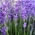 Lavanda angustifolia ‘Middachten’ in fiore, lavanda vera perenne dai fiori blu profumati per bordure e giardini mediterranei