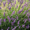 Lavanda intermedia "Abrialis" di 2 anni  Come tutte le lavande pernne e sempreverde. Resiste alla siccità e al gelo. Vive bene sia in vaso che in giardino.   Lavanda intermedia piu' bassa delle altre intemedie Alt. 70 cm in piena fioritura  Fioritura dai primi di luglio. Colore viola. Profumata