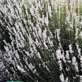 Lavanda intermedia Dutch White   Una lavanda intermedia con il fiore di colore bianco, la lavanda Dutch White è di grandi dimensioni simile alla lavanda classica o gry edge.   Altezza 90 cm profumata, fiorisce da metà giugno a fine luglio.