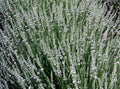 Lavanda intermedia con steli lunghi, colore bianco,ha un profumo delicato e intenso ha la spiga lunga, da mettere in giardino in posizione soleggiata, meglio se in gruppi da 3 si può mettere anche in terrazzo in vaso in vasi abbastanza grandi almeno diametro 35 cm. Raggiunge 60 di diametro e 60/70 cm in altezza in piena fioritura, i fiori sono usati per profumare la biancheria ma vanno bene anche per tisane e in cucina, è resistente sia al caldo che al freddo.