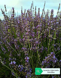 Lavanda intermedia 'Gros Blue'