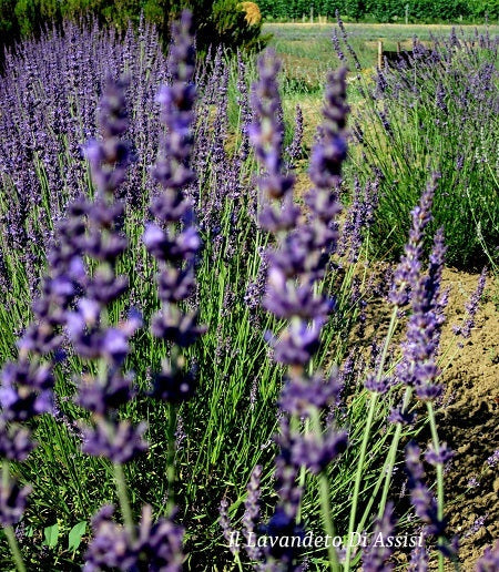 Lavanda intermedia ‘Julien’ – Lavanda perenne dai fiori viola blu profumati e portamento ordinato