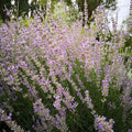 lavanda super, lavanda intermedia super, lavandino super, lavanda lilla, lavanda chiara