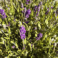 lavandula angustifolia blue scent lavanda inglese fiori viola blu pianta aromatica giardino mediterraneo