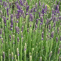 La Lavanda 'Gorgeous' è una varietà di lavanda con fiori di colore viola scuro. Questa pianta emana il classico profumo aromatico della lavanda ed è apprezzata per la sua bellezza ornamentale in giardini e bordure. La 'Gorgeous' è nota anche per attirare insetti benefici come api e farfalle, contribuendo alla biodiversità del giardino.