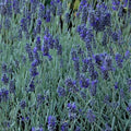 Lavandula 'Silver Mist'. Bellissima lavanda nana, con foglie grigie argentate un po' grasse. Piccola  e adatta anche alle zone assolate e ai terrazzi.  Alta circa 30 cm con steli floreali corti.  E' resistente dia al gelo che al caldo intenso, vive bene anche in piccoli contenitori e in pieno sole, in questo caso in estate va annaffiata almeno una volta al giorno. Odia i ristagni come tutte le lavande.