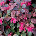 Loropetalum, arbusto sempreverde ornamentale con foglie porpora e fiori rosa profumati
