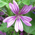 Malva sylvestris in fiore, pianta officinale perenne dai fiori viola e foglie emollienti, ideale per tisane, infusi e giardini rustici.