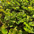 Marsilea quadrifolia, pianta acquatica perenne con foglie a forma di quadrifoglio, ideale per laghetti e vasche decorative.