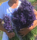 Mazzi di lavanda fresco blu. N. 5 mazzi