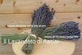 Mazzi di lavanda essiccata, lavanda essiccata, lavanda essiccata vendita online, lavanda per composizioni floreali, lavanda per addobbi, lavanda secca, fiori di lavanda secchi, fiori di lavanda blu, fiori di lavanda per segnaposto matrimonio. Prodotti alla lavanda. prodotti alla lavanda vendita online, fasci di lavanda, mazzi di lavanda online. Mazzi di lavanda