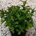 Menta piperita. Vendita menta piperita in vaso 14 cm,  è una varietà di menta con foglie ovali, un forte aroma mentolato e un gusto fresco. È utilizzata in cucina e in erboristeria per le sue proprietà aromatiche e terapeutiche.