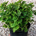 Mentuccia (Clinopodium nepeta) con foglie aromatiche e fiori lilla, ideale per cucina romana, bordure e infusi digestivi.