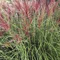 Miscanthus sinensis ‘Cut One’, graminacea ornamentale elegante con foglie strette verde brillante e spighe argento-ramate