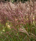 Miscanthus sinensis ‘Ferner Osten’, graminacea ornamentale con spighe rosso porpora e foglie che in autunno si colorano di arancio e rosso