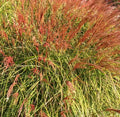 Miscanthus sinensis ‘Gnome’, graminacea ornamentale nana con foglie sottili verde scuro e spighe decorative argento-ramate