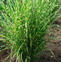Miscanthus sinensis 'Gold Bar' Vaso 18.  è una graminacea perenne caratterizzata dal fogliame verde e oro, ama l'esposizione soleggiata, e può raggiungere un altezza massima di circa 70 cm.