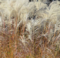 Miscanthus sinensis 'Kleine Fontane' è una varietà compatta di erba ornamentale, caratterizzata da foglie sottili e lunghe di colore verde scuro. Raggiunge un'altezza massima di circa 120-150 centimetri e produce pannocchie di fiori piumose in estate e autunno. Questa varietà è adatta a spazi più piccoli e richiede pieno sole e terreno ben drenato per crescere vigorosamente.