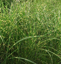 Miscanthus sinensis ‘Little Zebra’, graminacea ornamentale compatta con foglie zebrato-gialle e spighe rosso-ramate