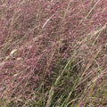 Muhlenbergia reverchonii in vendita in vaso 18 cm, è una pianta erbacea perenne appartenente alla famiglia delle Poaceae. Muhlenbergia reverchonii ha foglie sottili e lunghe di colore verde scuro che crescono a ciuffi densi e gracili. Gli steli eretti possono raggiungere un'altezza di circa 60-90 centimetri.