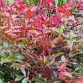 Nandina domestica con foglie rosso-rame e bacche invernali, arbusto sempreverde ornamentale