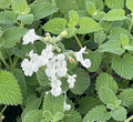La Nepeta x faassenii 'Snowflake' in vendita in vaso 14 cm, conosciuta come "Catmint Snowflake," è una varietà di catmint con foglie grigio-verdi e fiori di colore bianco puro. Cresce a un'altezza di circa 30-45 cm ed è ideale per aiuole e bordure. Fiorisce in primavera ed estate, attirando insetti impollinatori. È una pianta resistente e richiede poca manutenzione.