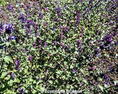 Nepeta fasseni. Pianta perenne con piccole  foglie grigie e profumate. E' una pianta con portamento ricadente fiorisce continuamente da aprile a novembre, con fiori lilla. E' una pianta perenne molto robusta e rustica sopporta bene il gelo e il caldo intenso. Vive bene in pieno sole ed è molto bella anche per bordure, la sua altezza è circa 30 cm. In inverno perde le foglie. La nepeta faasseniii è adatta anche a giardini a bassa manutenzione