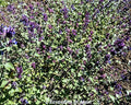Nepeta fasseni. Pianta perenne con piccole  foglie grigie e profumate. E' una pianta con portamento ricadente fiorisce continuamente da aprile a novembre, con fiori lilla. E' una pianta perenne molto robusta e rustica sopporta bene il gelo e il caldo intenso. Vive bene in pieno sole ed è molto bella anche per bordure, la sua altezza è circa 30 cm. In inverno perde le foglie. La nepeta faasseniii è adatta anche a giardini a bassa manutenzione